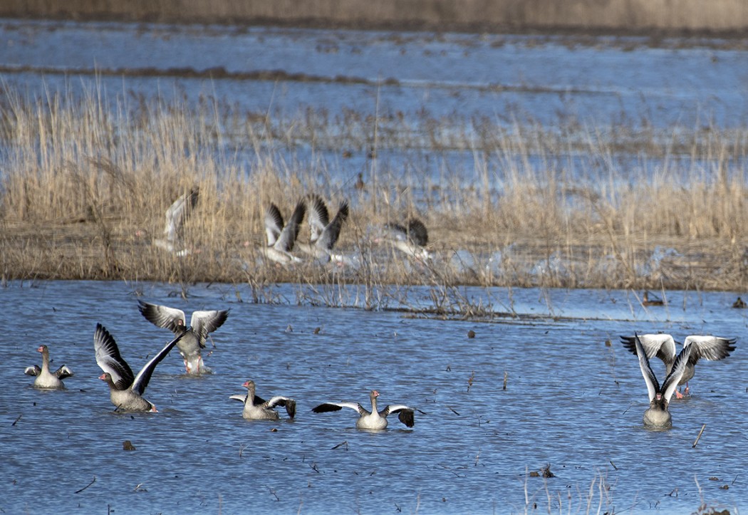Greylag Goose