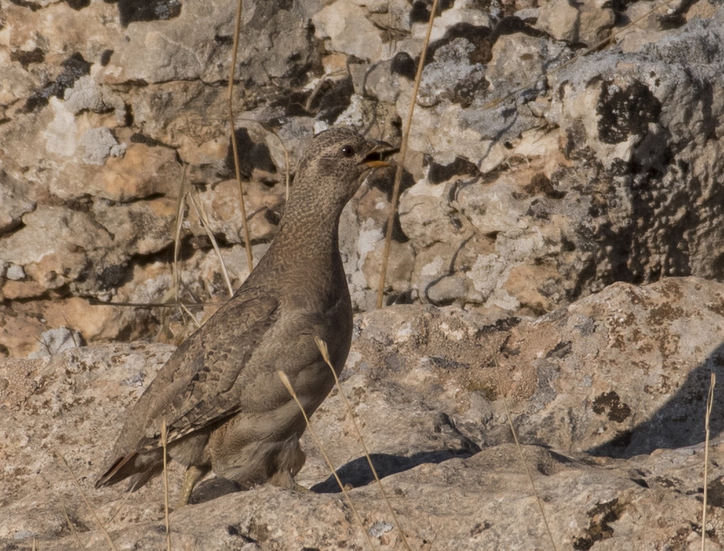 See-see Partridge
