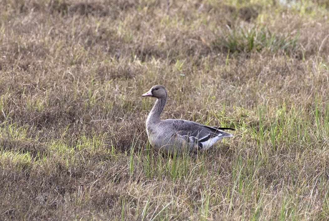 Greater White-fronted Goose