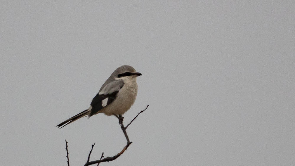 Great Grey Shrike
