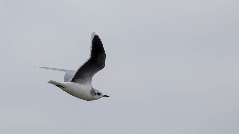 Little Gull