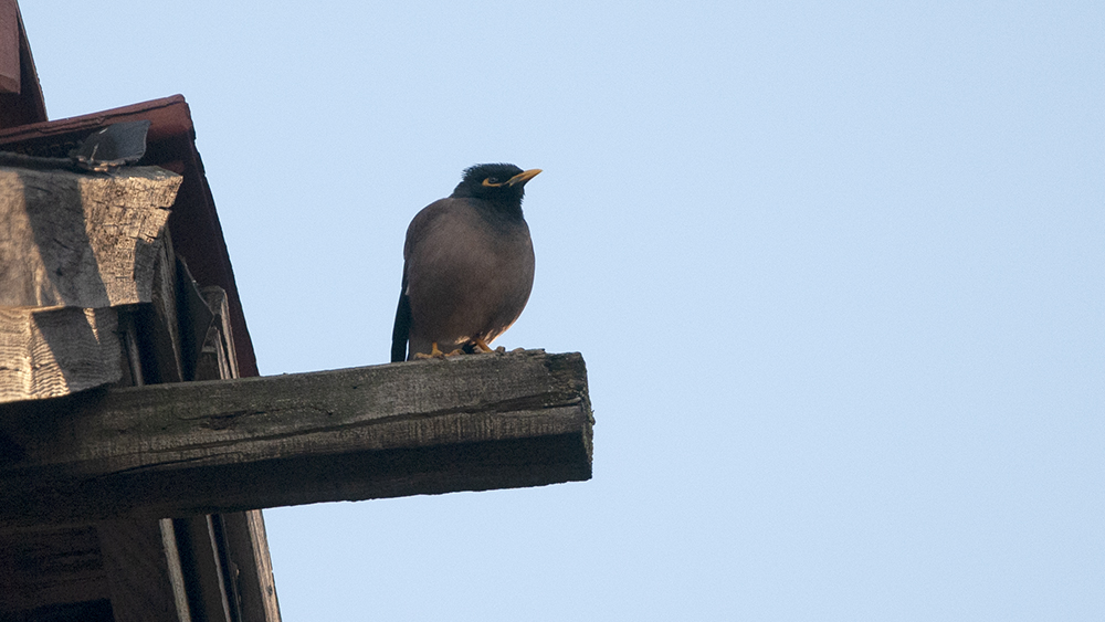 Common Myna
