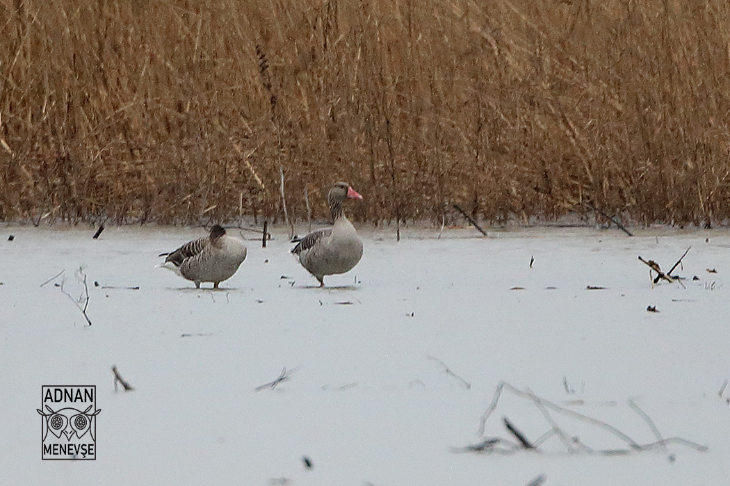 Greylag Goose