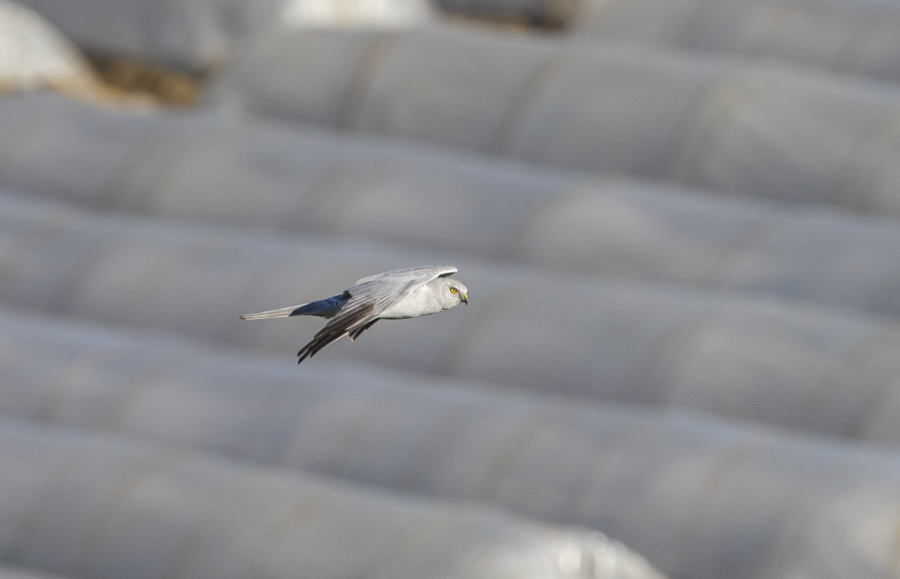 Pallid Harrier
