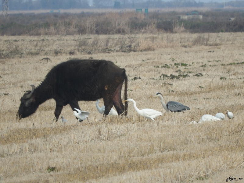 Sığır Balıkçılı