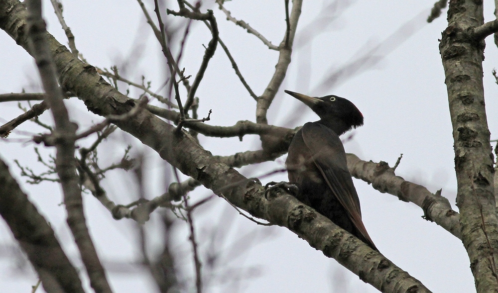 Black Woodpecker