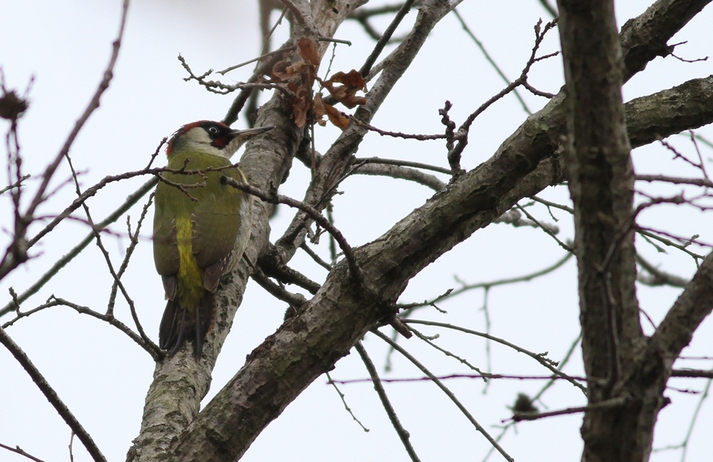 European Green Woodpecker