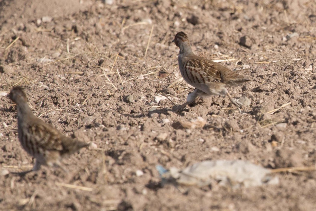 Grey Partridge