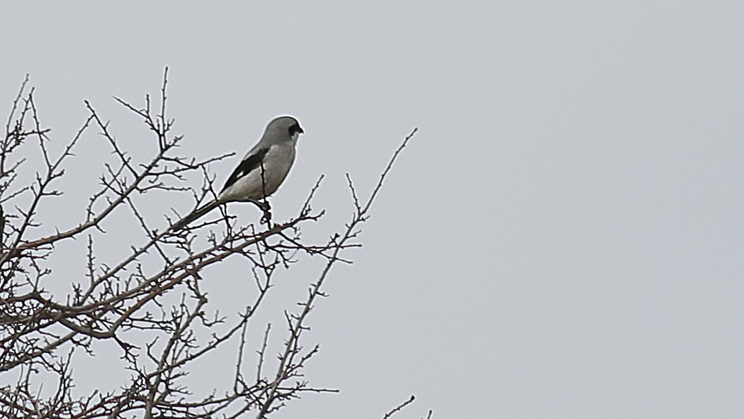Great Grey Shrike