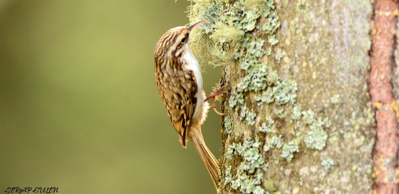 Eurasian Treecreeper