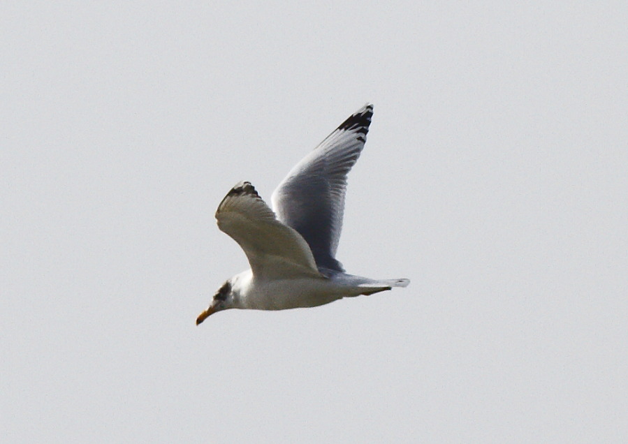 Pallas`s Gull