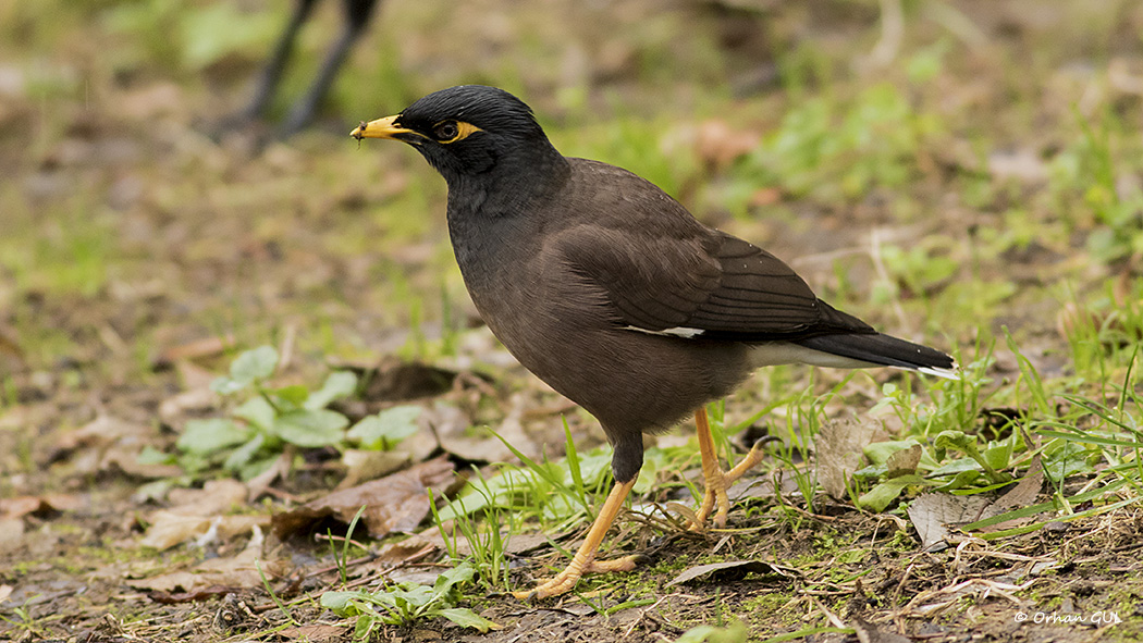 Common Myna
