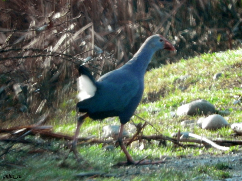 Grey-headed Swamphen