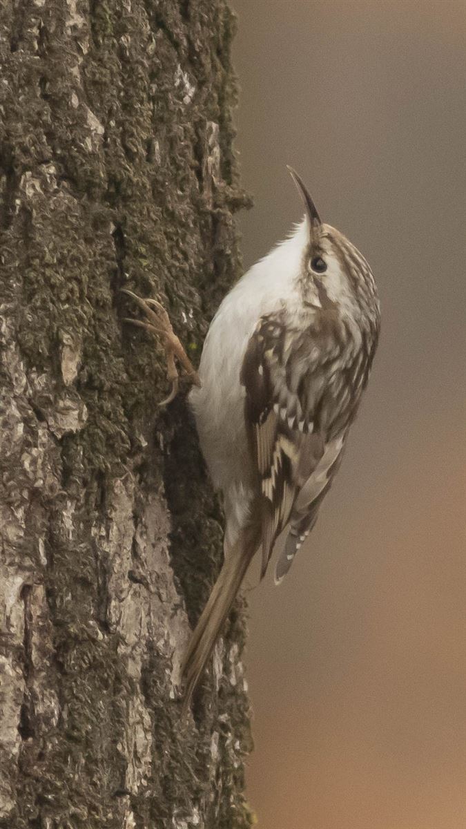 Eurasian Treecreeper