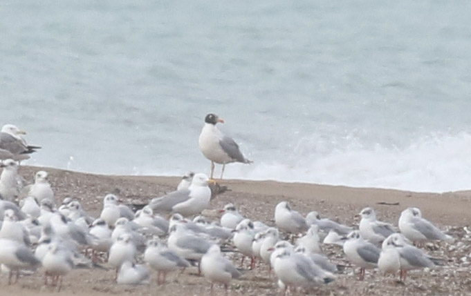 Pallas`s Gull