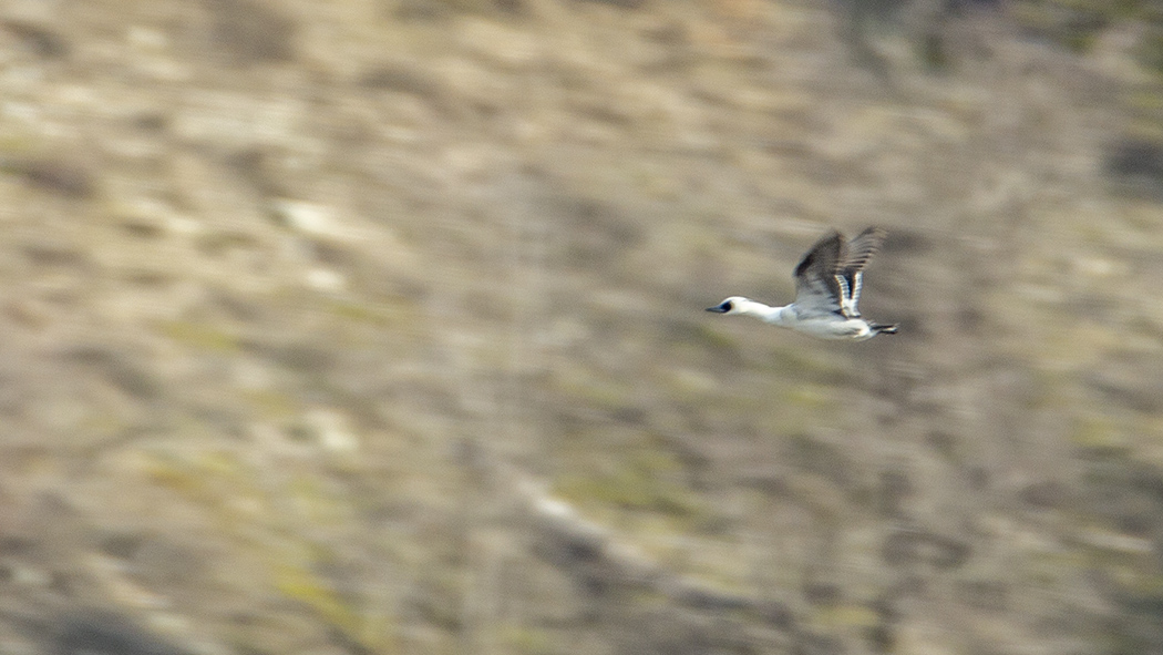 Smew