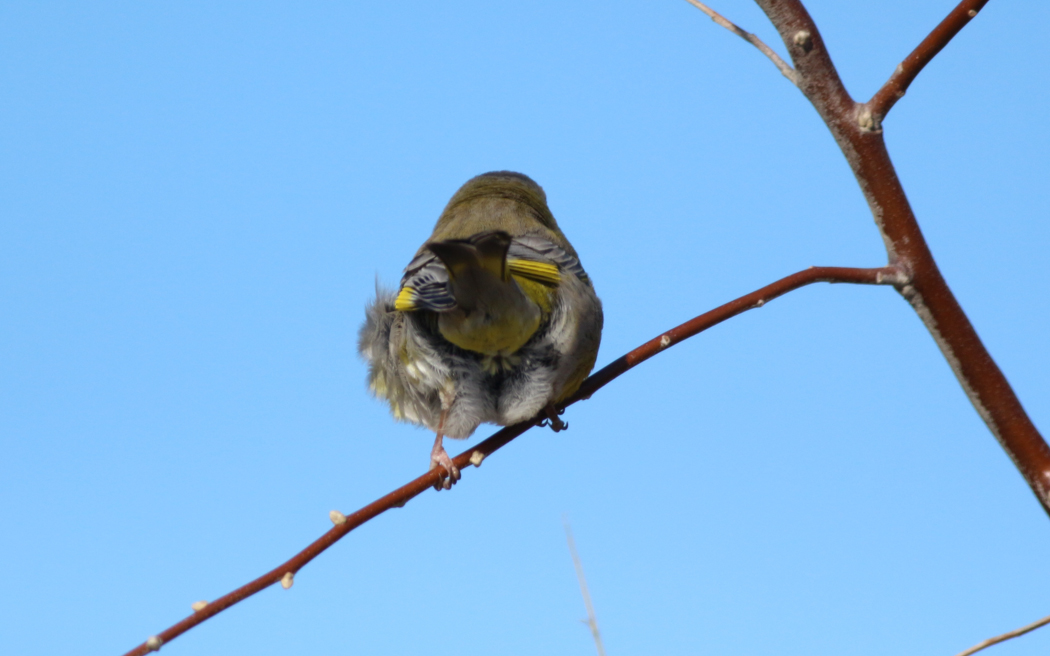 European Greenfinch