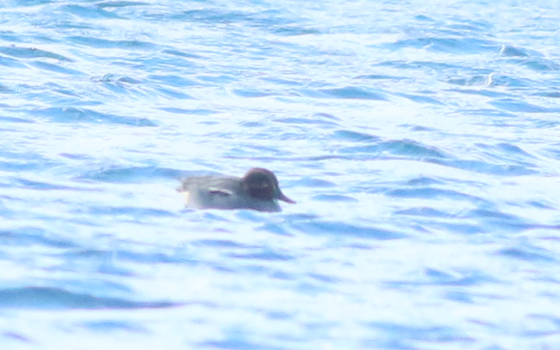 Eurasian Teal