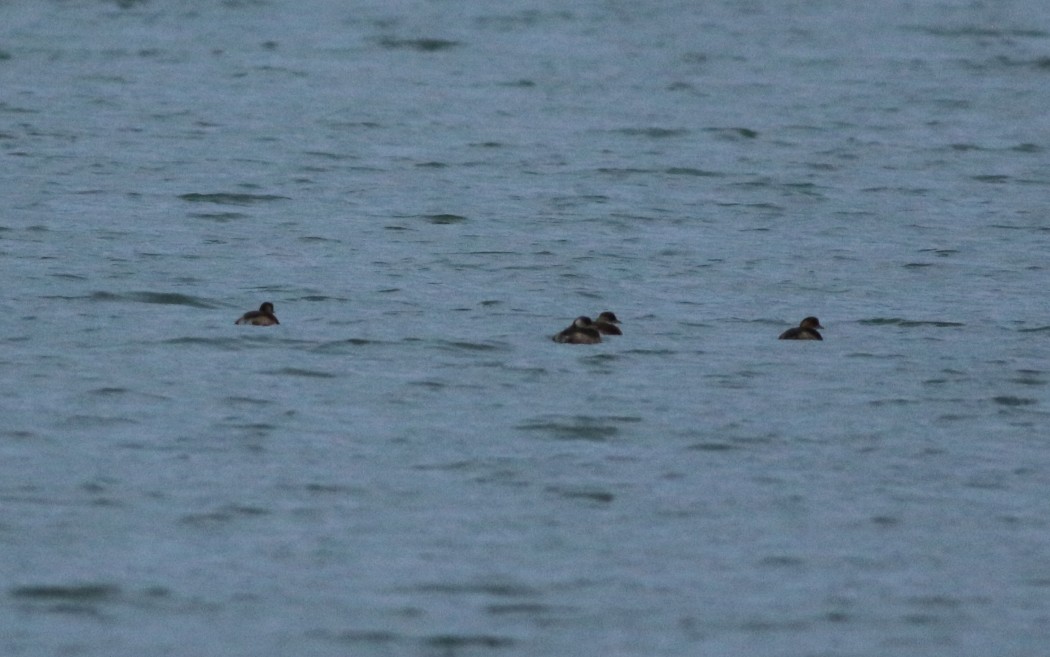 Little Grebe