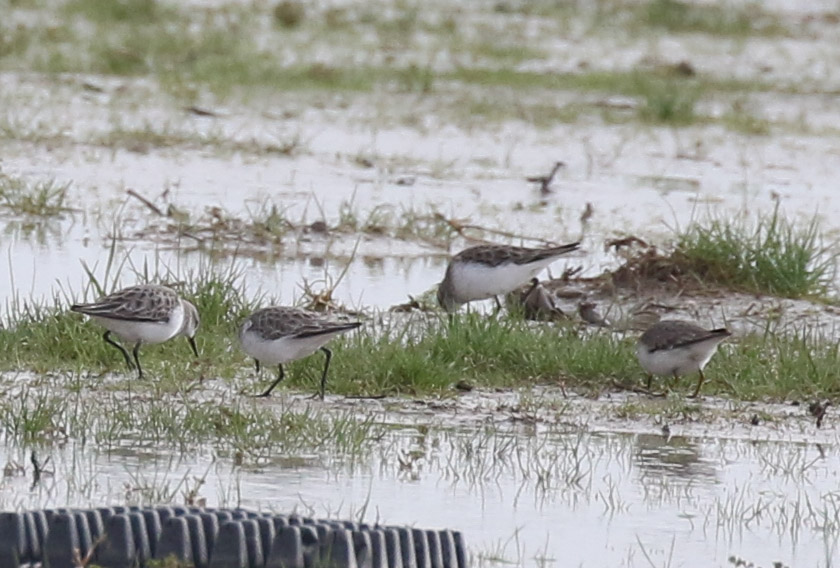 Little Stint
