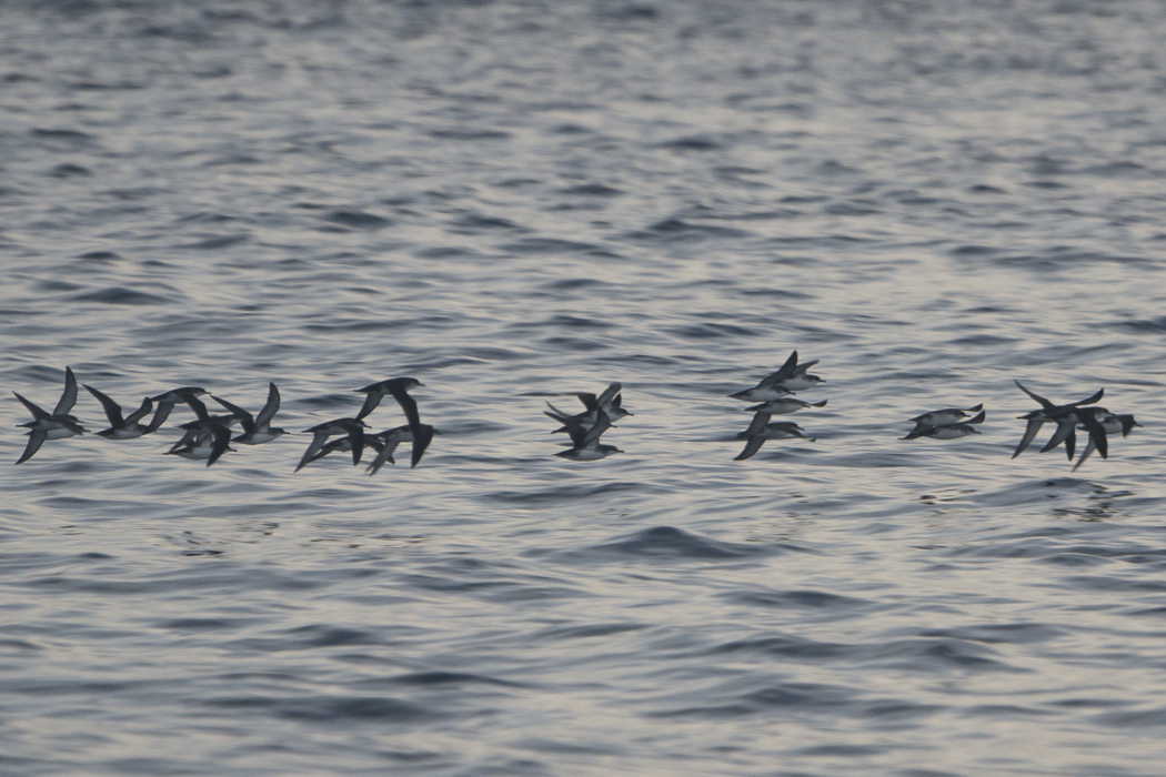 Yelkouan Shearwater