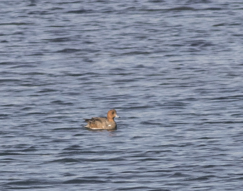 Eurasian Wigeon