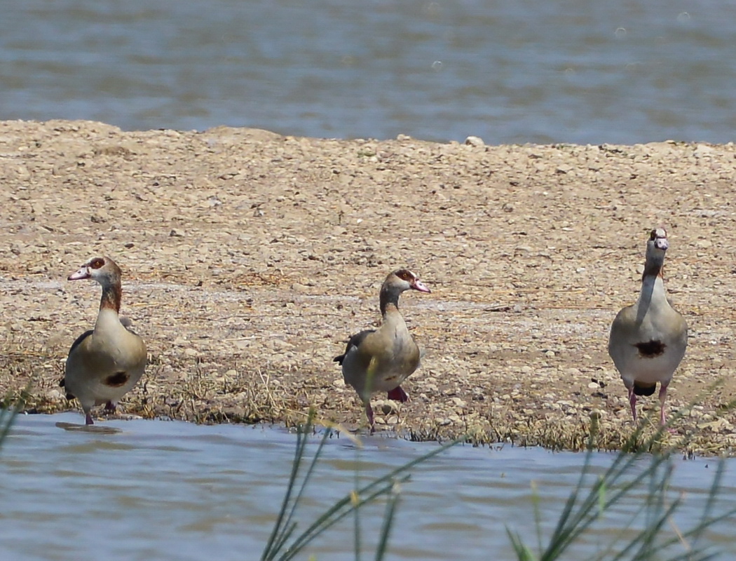 Egyptian Goose