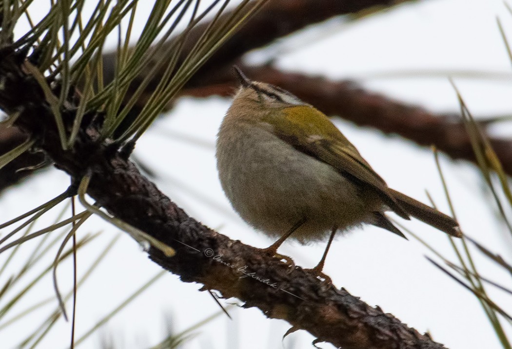 Common Firecrest