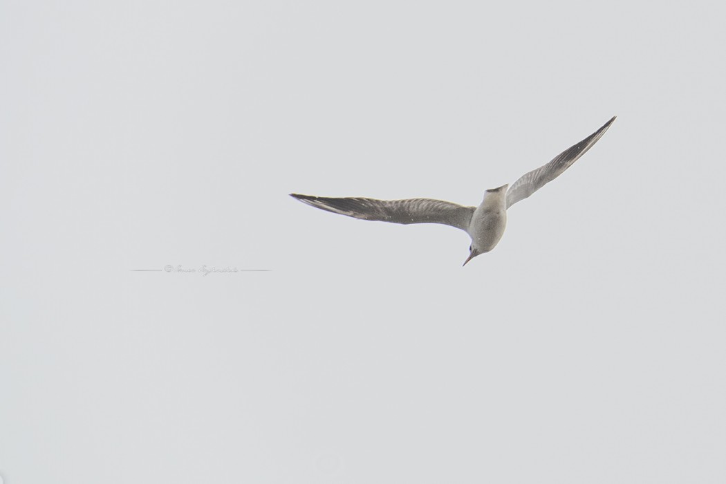Black-headed Gull
