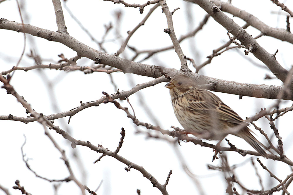 Corn Bunting