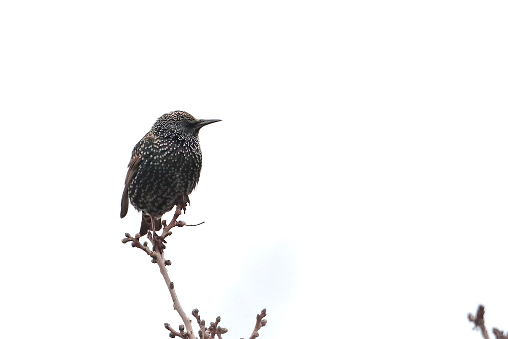 Common Starling