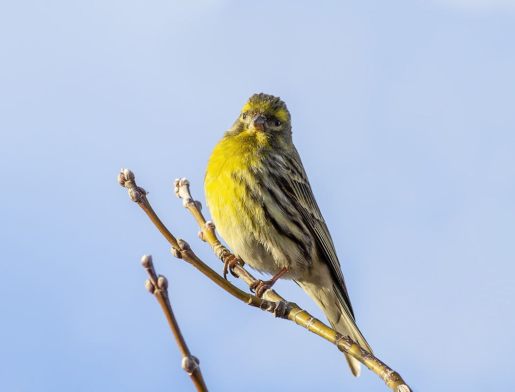 European Serin
