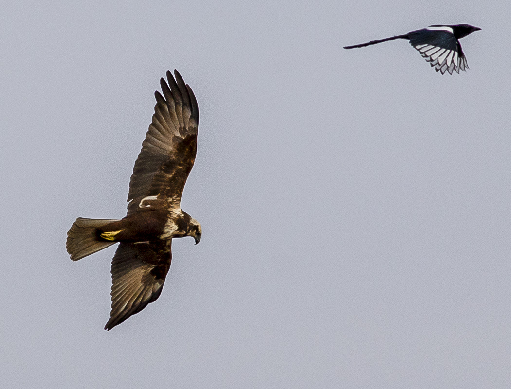 Western Marsh Harrier