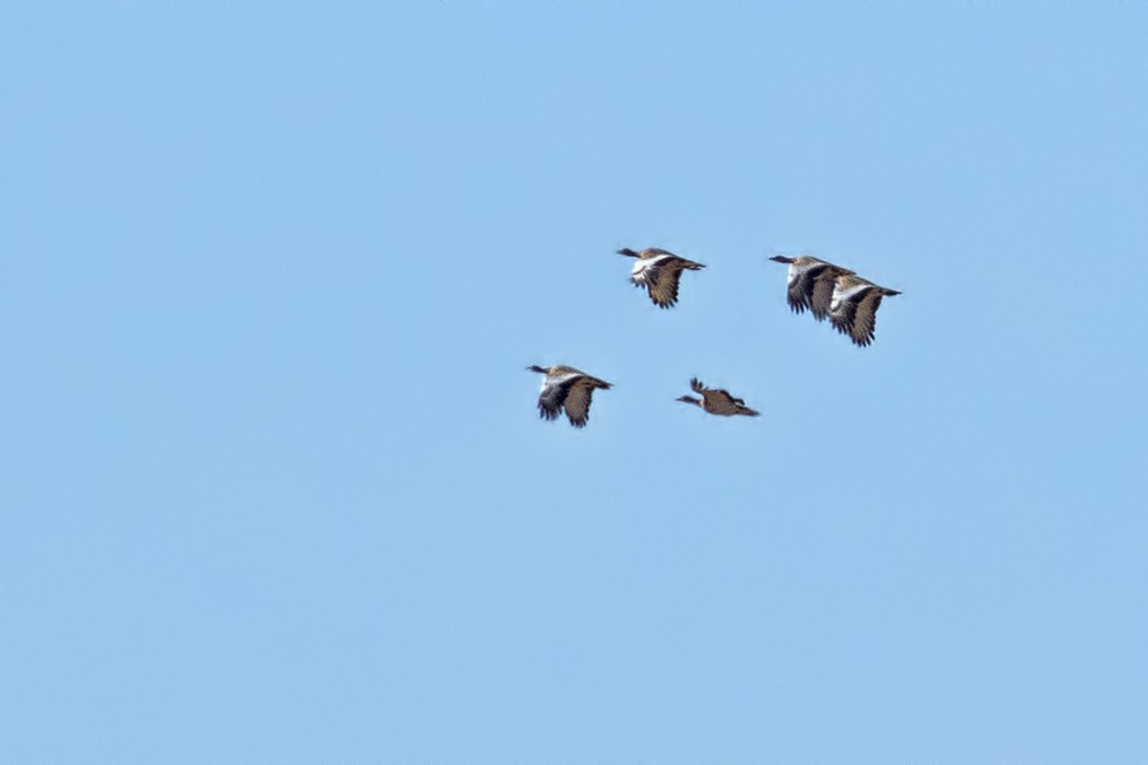Great Bustard