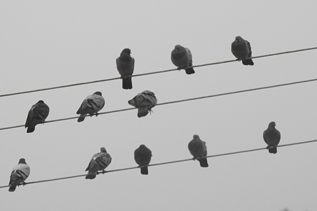 Rock Dove