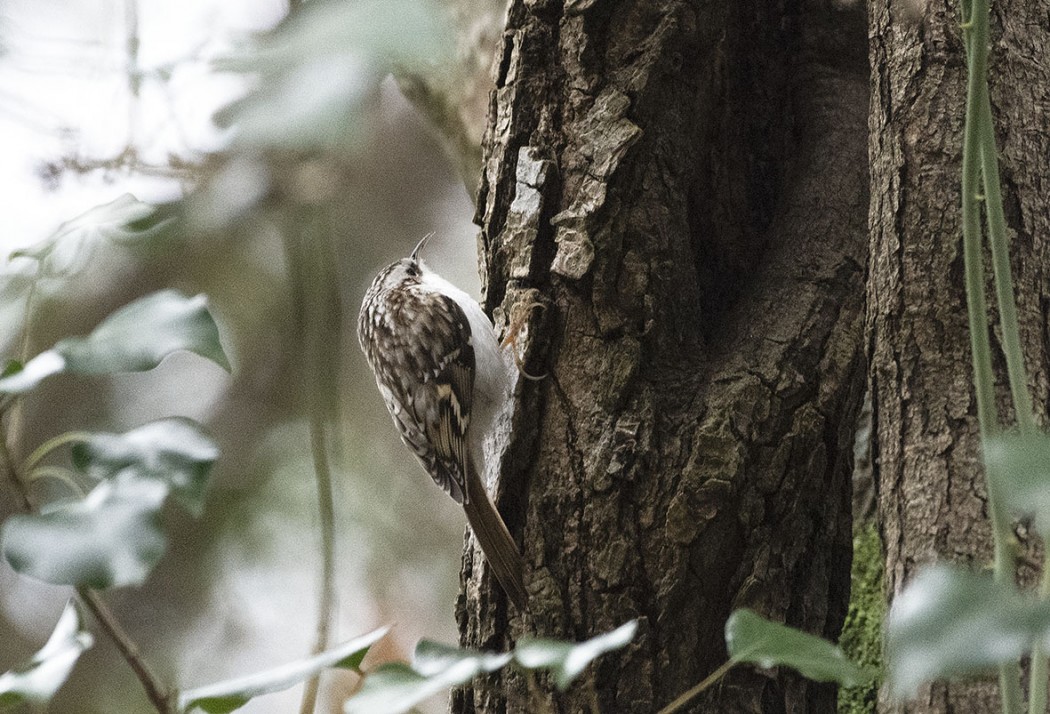 Eurasian Treecreeper