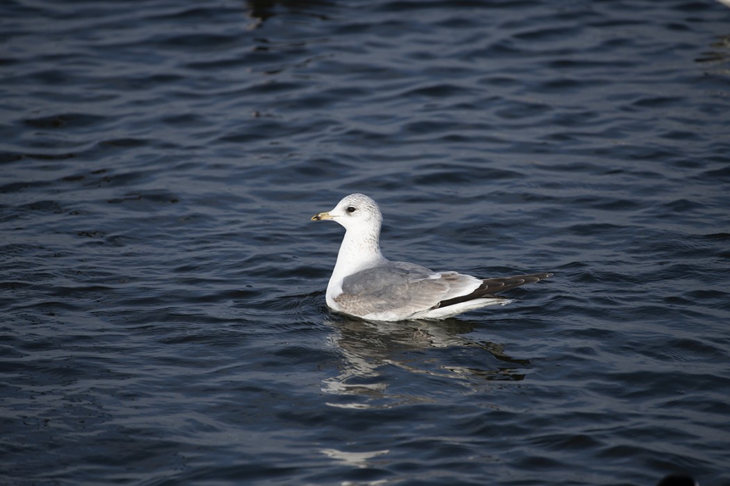 Mew Gull