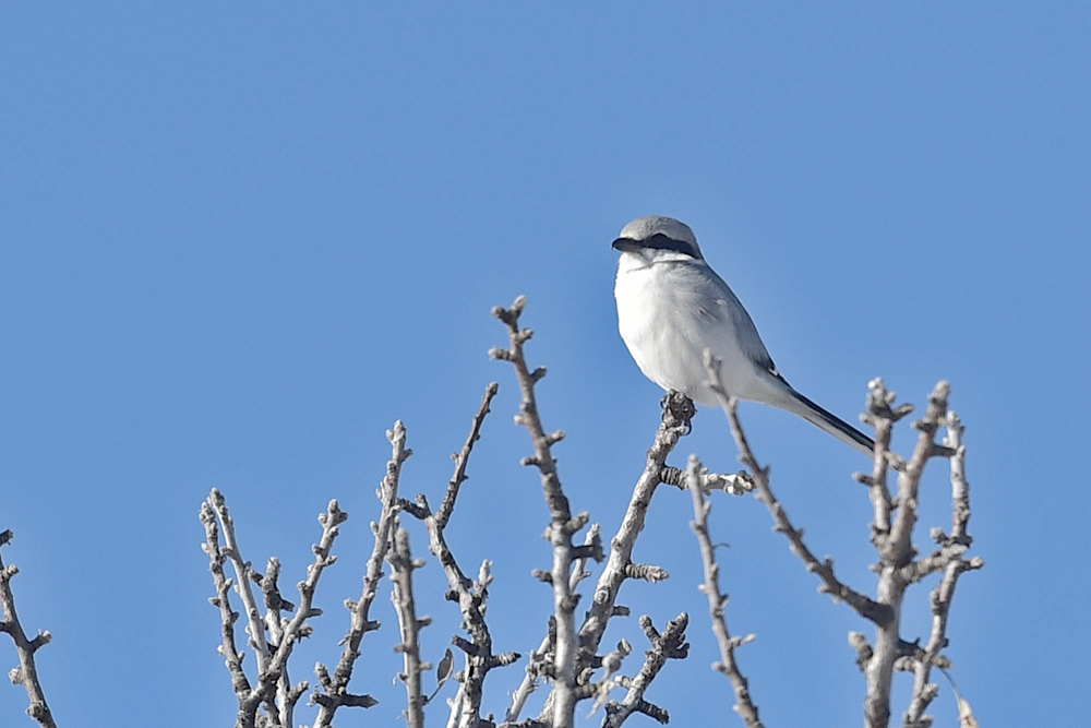 Great Grey Shrike