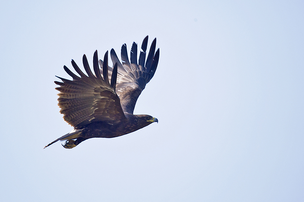 Greater Spotted Eagle