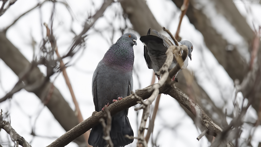 Rock Dove