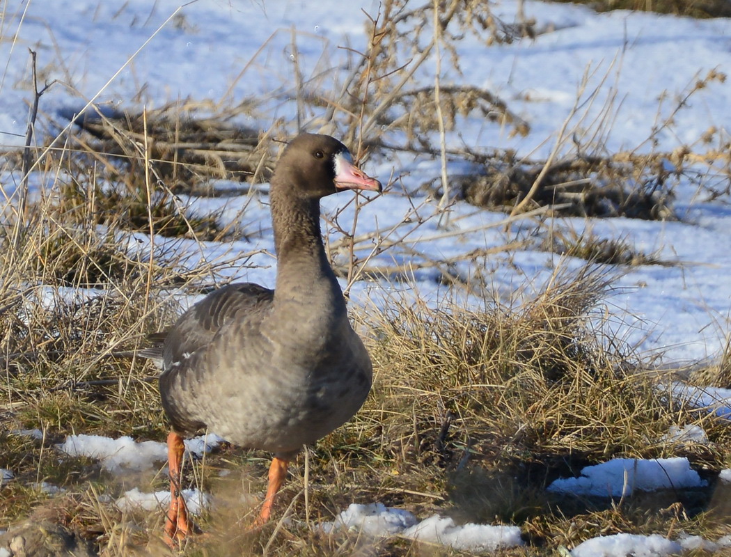 Greater White-fronted Goose