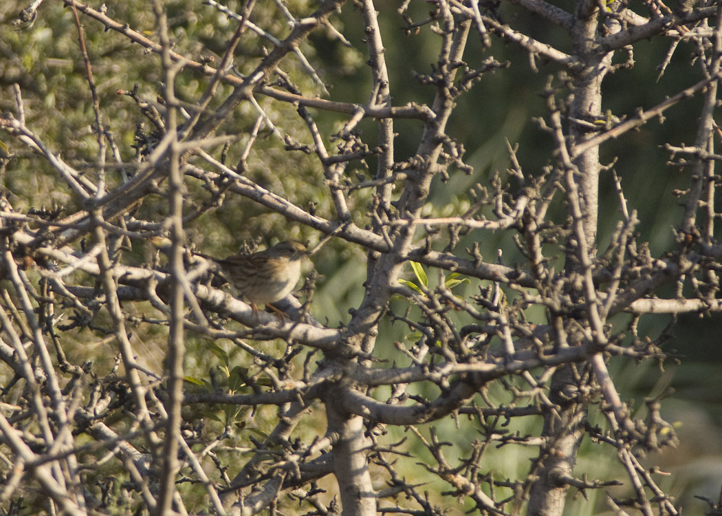 Dunnock