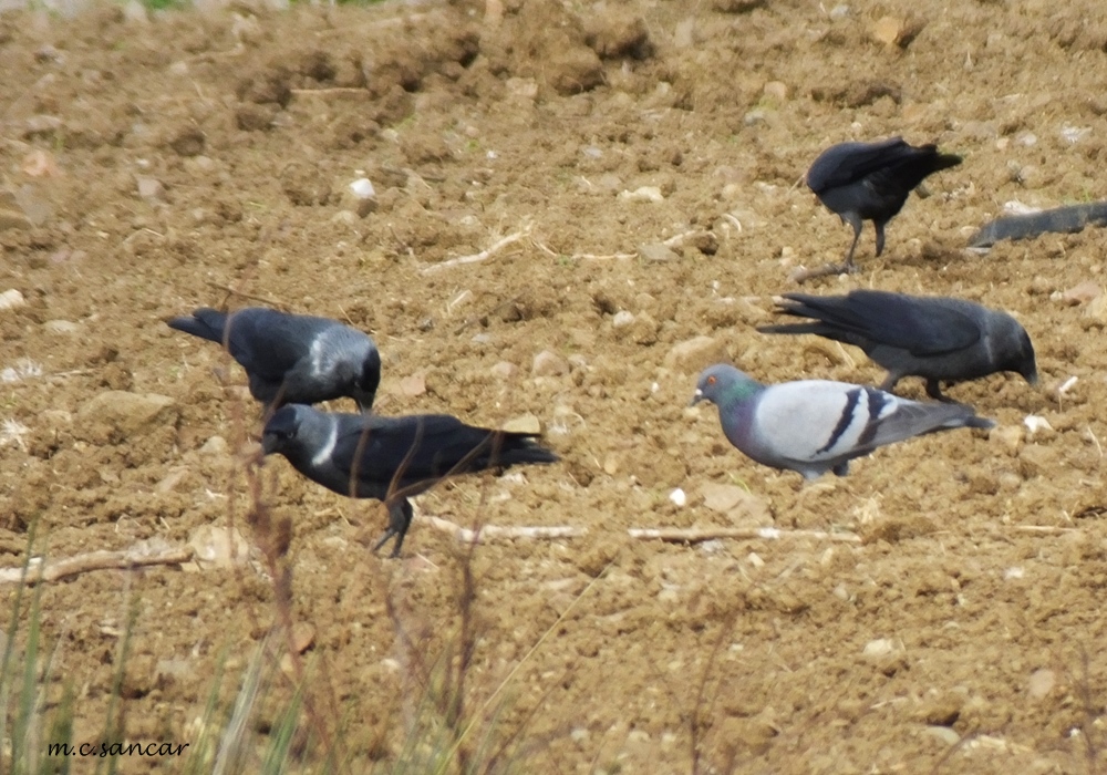 Rock Dove