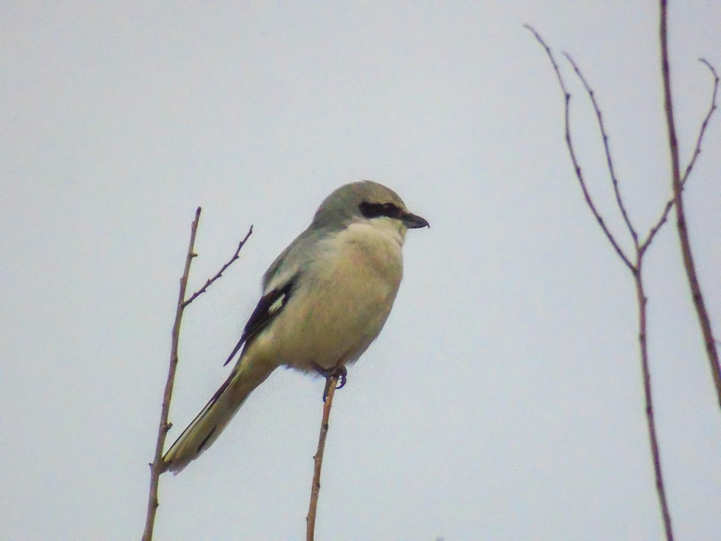 Great Grey Shrike