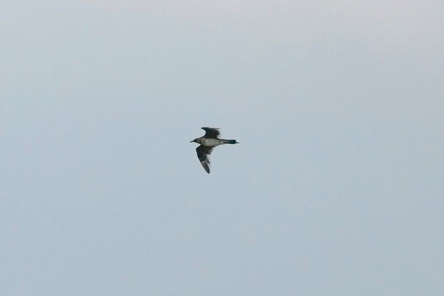 Parasitic Jaeger