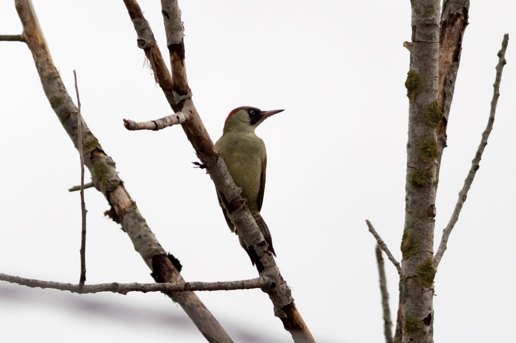 European Green Woodpecker