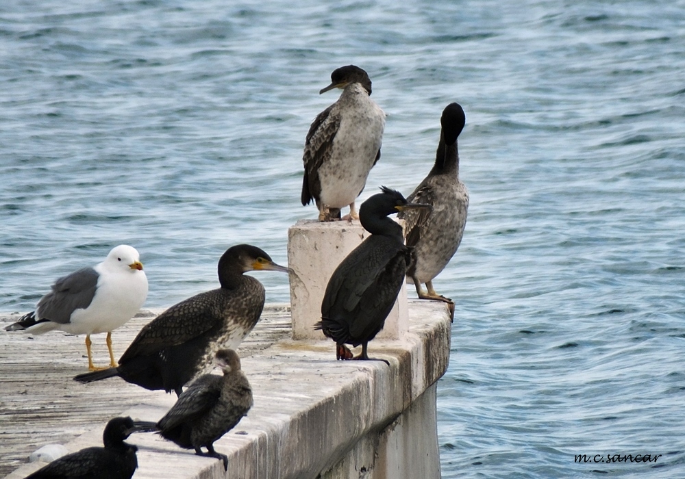 European Shag