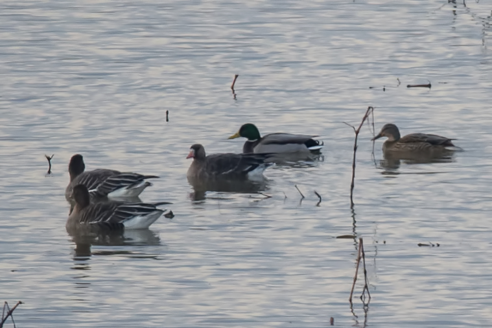 Greater White-fronted Goose