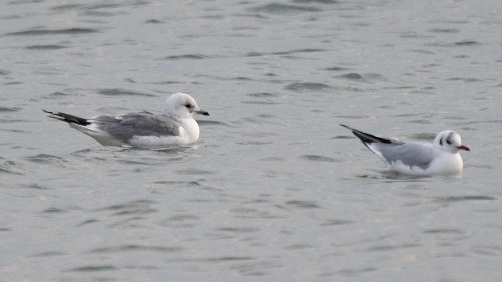Mew Gull