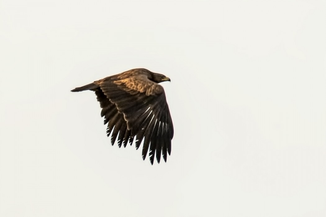 Greater Spotted Eagle